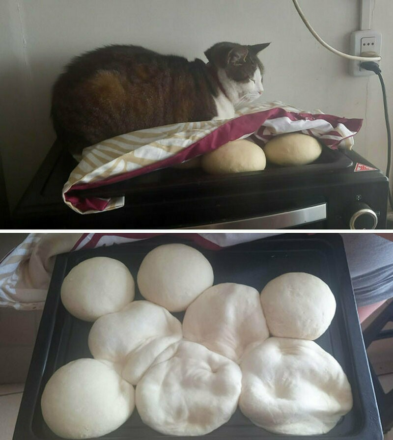 Блог - 15 кошек, которые натворили бед и не успели скрыться с места преступления 15 кошек, которые натворили бед и не успели скрыться с места преступления