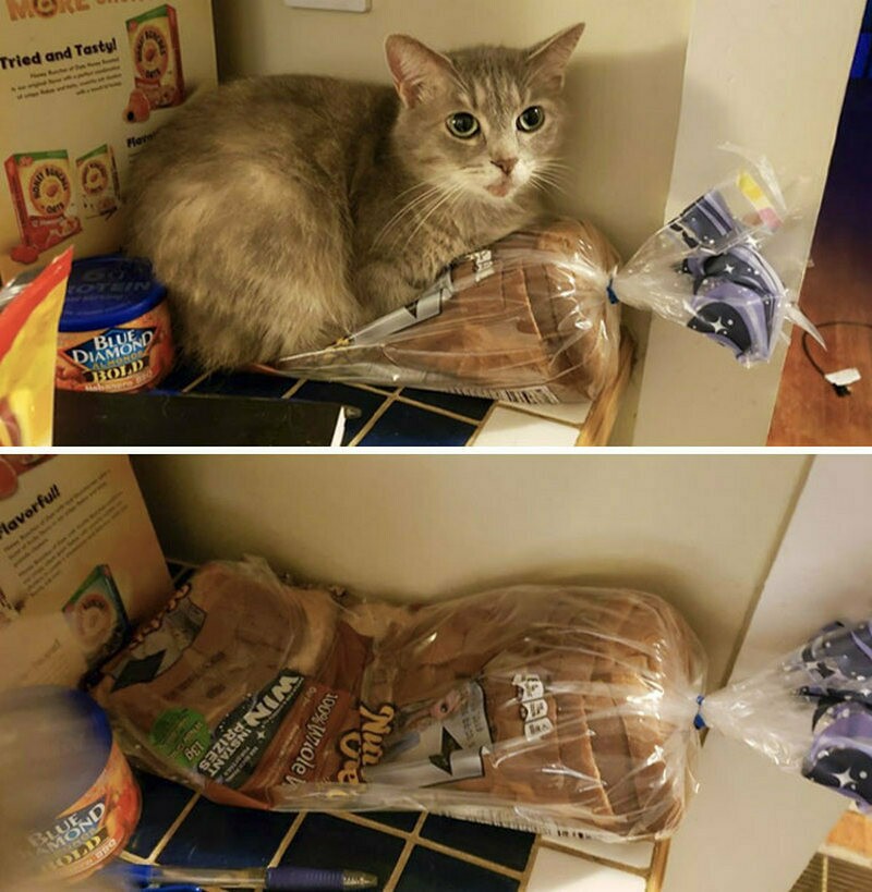 Блог - 15 кошек, которые натворили бед и не успели скрыться с места преступления 15 кошек, которые натворили бед и не успели скрыться с места преступления