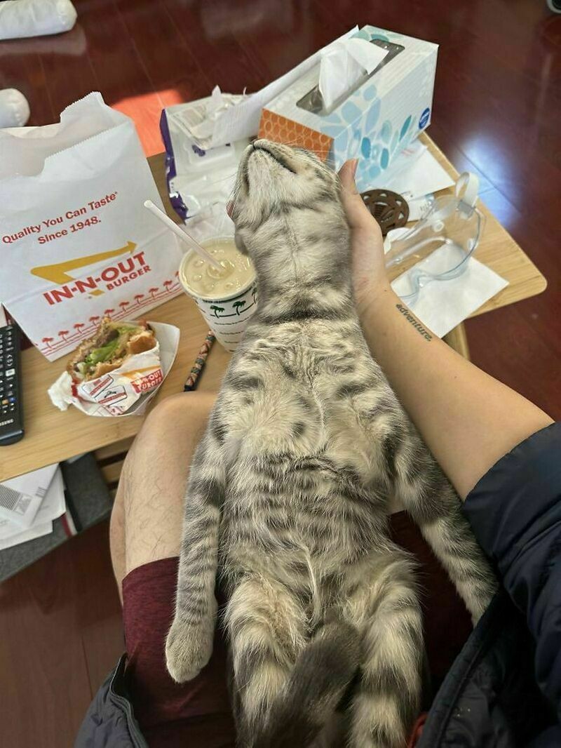 Блог - 14 котов, которые ведут себя очень странно 14 котов, которые ведут себя очень странно