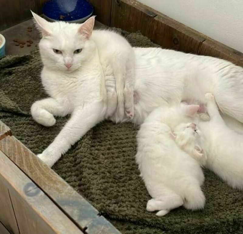 Блог - 14 котов, которые ведут себя очень странно 14 котов, которые ведут себя очень странно