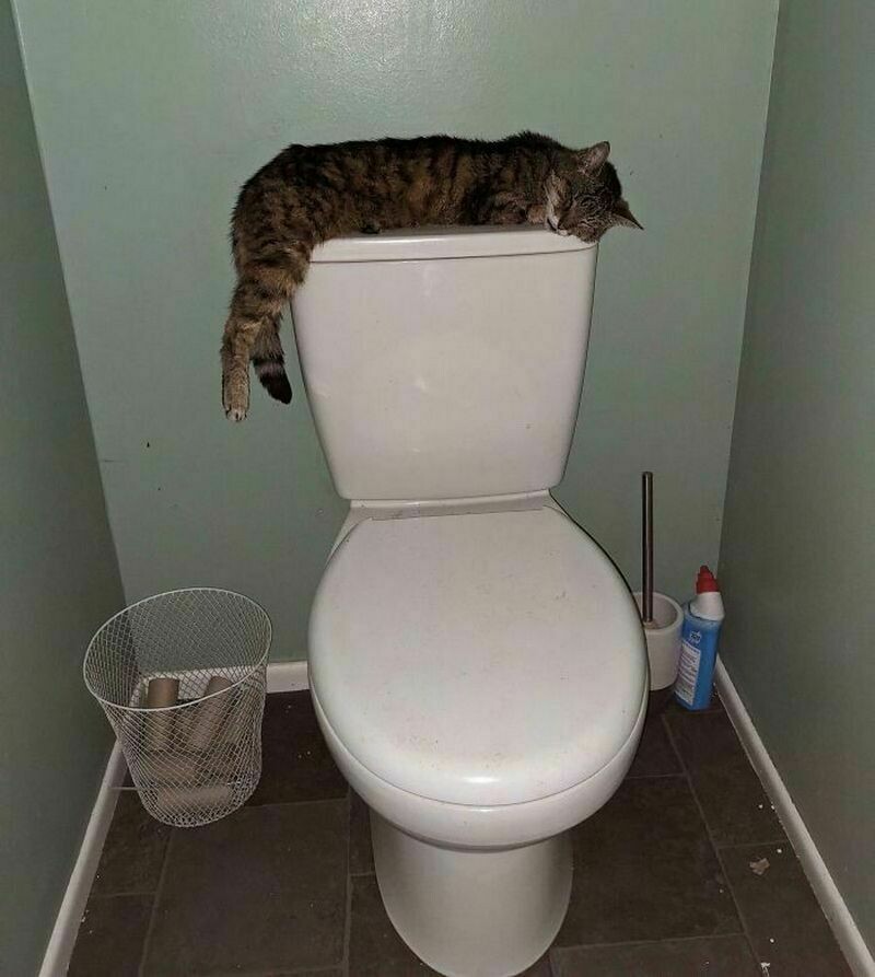 Блог - 14 котов, которые ведут себя очень странно 14 котов, которые ведут себя очень странно