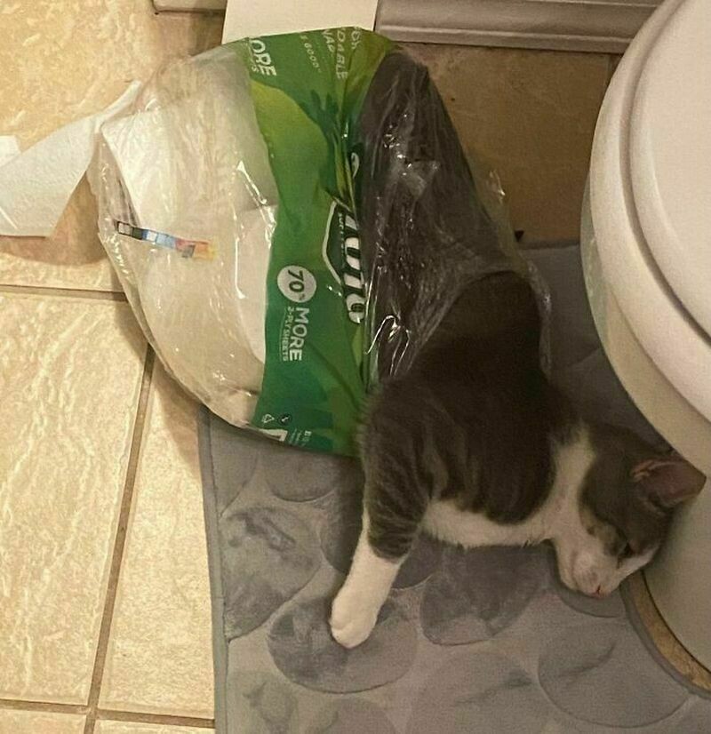 Блог - 14 котов, которые ведут себя очень странно 14 котов, которые ведут себя очень странно