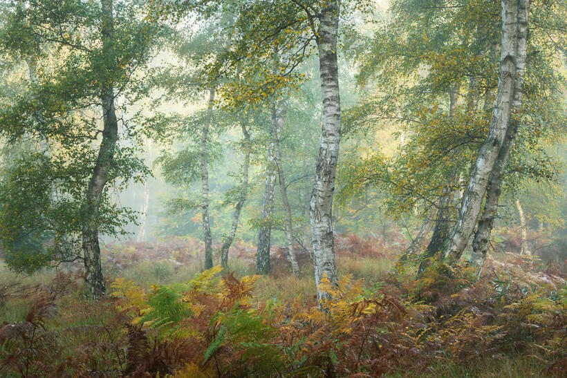 Felix Wesch Felix Wesch