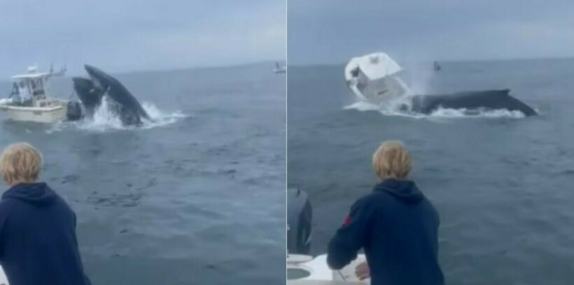 Блог - Видео: горбатый кит чуть не проглотил рыбацкую лодку Видео: горбатый кит чуть не проглотил рыбацкую лодку