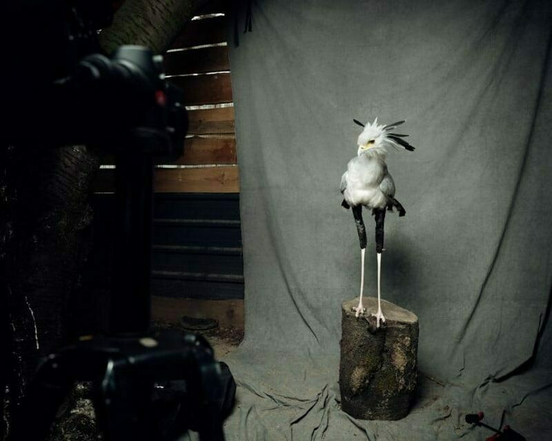 Блог - 14 поразительных портретов диких животных, которые были сделаны в фотостудии 14 поразительных портретов диких животных, которые были сделаны в фотостудии