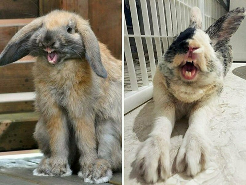 Блог - 15 животных, которые вышли слишком нелепо на фото 15 животных, которые вышли слишком нелепо на фото
