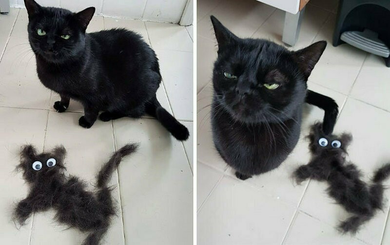 Блог - 15 животных, которые вышли слишком нелепо на фото 15 животных, которые вышли слишком нелепо на фото
