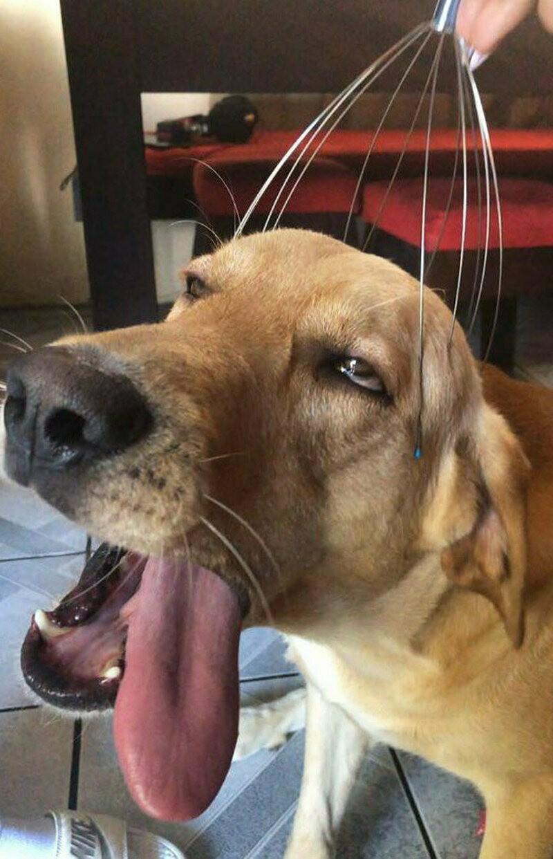 Блог - 15 животных, которые вышли слишком нелепо на фото 15 животных, которые вышли слишком нелепо на фото