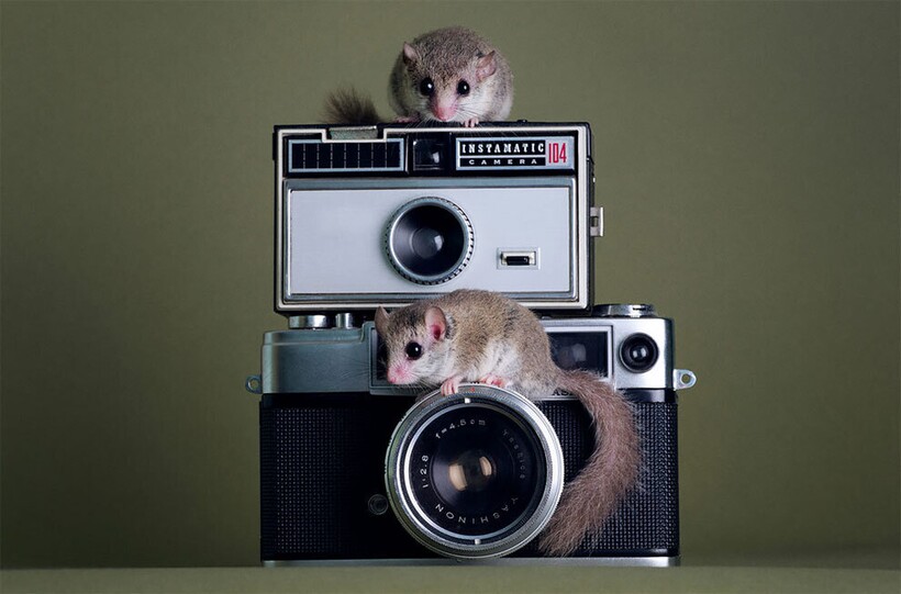 Блог - 12 снимков от фотографа, который устраивает фотосессии самым маленьким животным 12 снимков от фотографа, который устраивает фотосессии самым маленьким животным