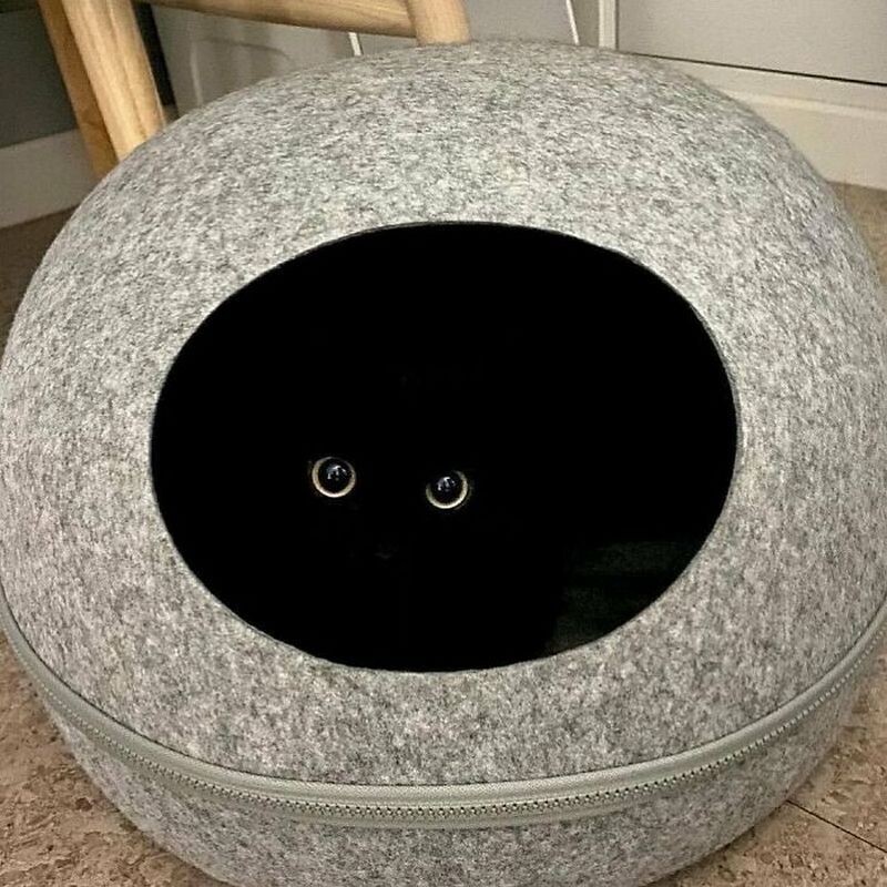 Блог - День черного кота: интересный праздник из Италии, который должны отмечать везде День черного кота: интересный праздник из Италии, который должны отмечать везде