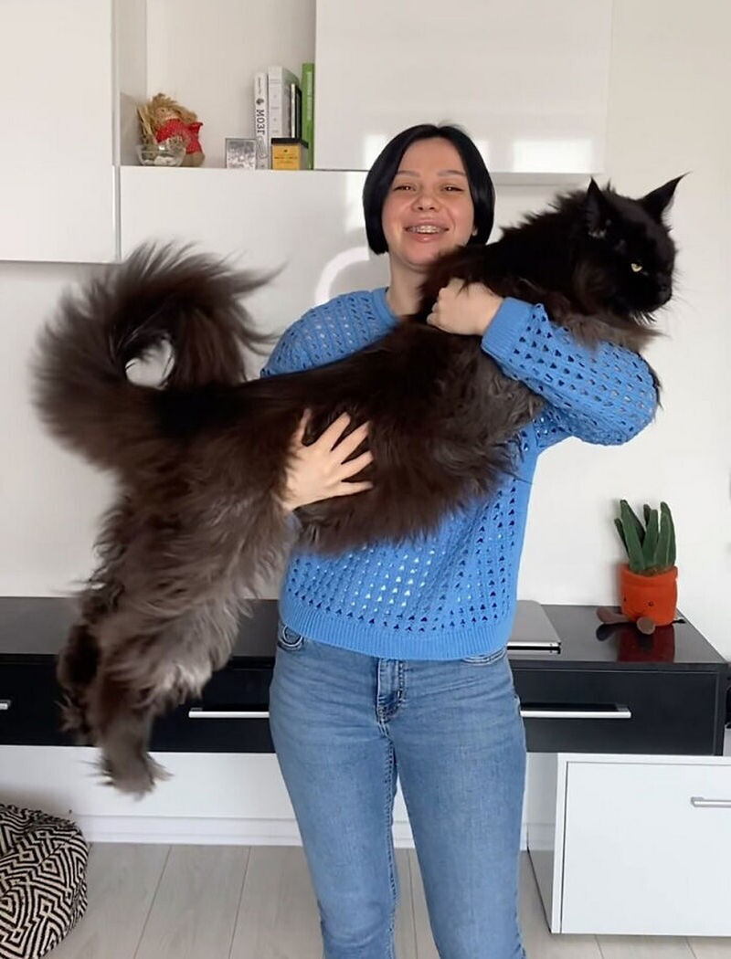 Блог - 14 фото Зевса, гигантского кота, которого легко принять за собаку 14 фото Зевса, гигантского кота, которого легко принять за собаку