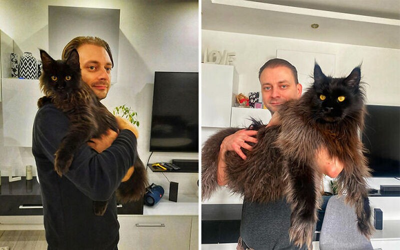 Блог - 14 фото Зевса, гигантского кота, которого легко принять за собаку 14 фото Зевса, гигантского кота, которого легко принять за собаку