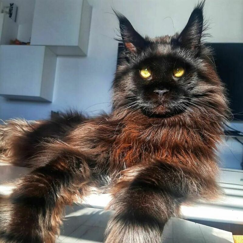 Блог - 14 фото Зевса, гигантского кота, которого легко принять за собаку 14 фото Зевса, гигантского кота, которого легко принять за собаку