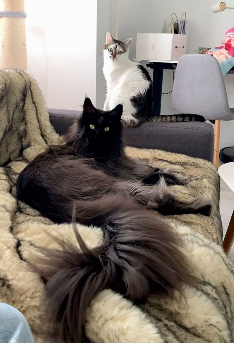 Блог - 14 фото Зевса, гигантского кота, которого легко принять за собаку 14 фото Зевса, гигантского кота, которого легко принять за собаку