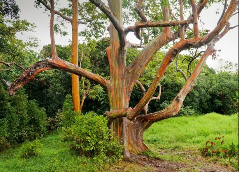 Фото: hawaiihideaways.com Фото: hawaiihideaways.com