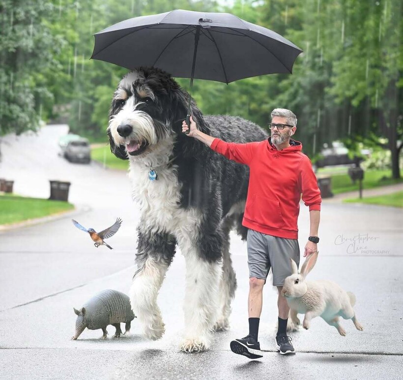 Блог - Милые, как пупсики, огромные, как великаны: фотограф превращает своих собак в гигантов Милые, как пупсики, огромные, как великаны: фотограф превращает своих собак в гигантов