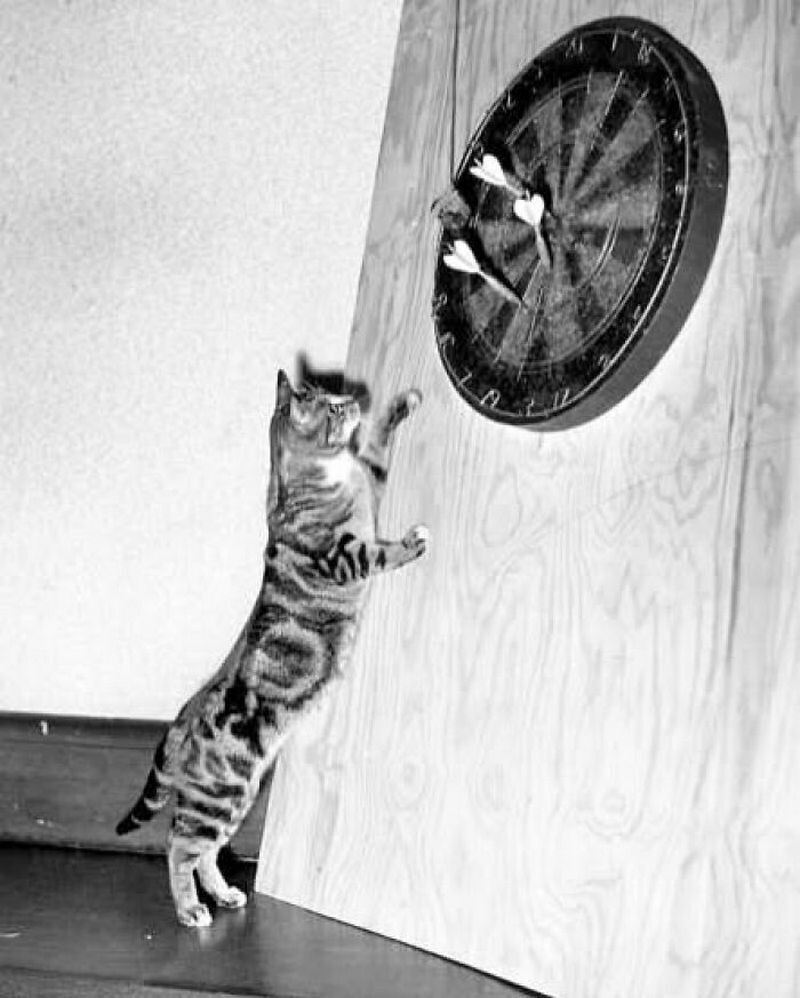 Блог - 15 винтажных фотографий кошек, которые растопят сердце 15 винтажных фотографий кошек, которые растопят сердце
