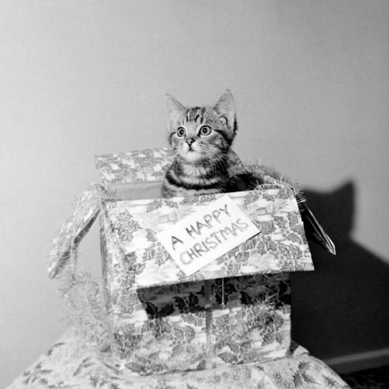 Блог - 15 винтажных фотографий кошек, которые растопят сердце 15 винтажных фотографий кошек, которые растопят сердце