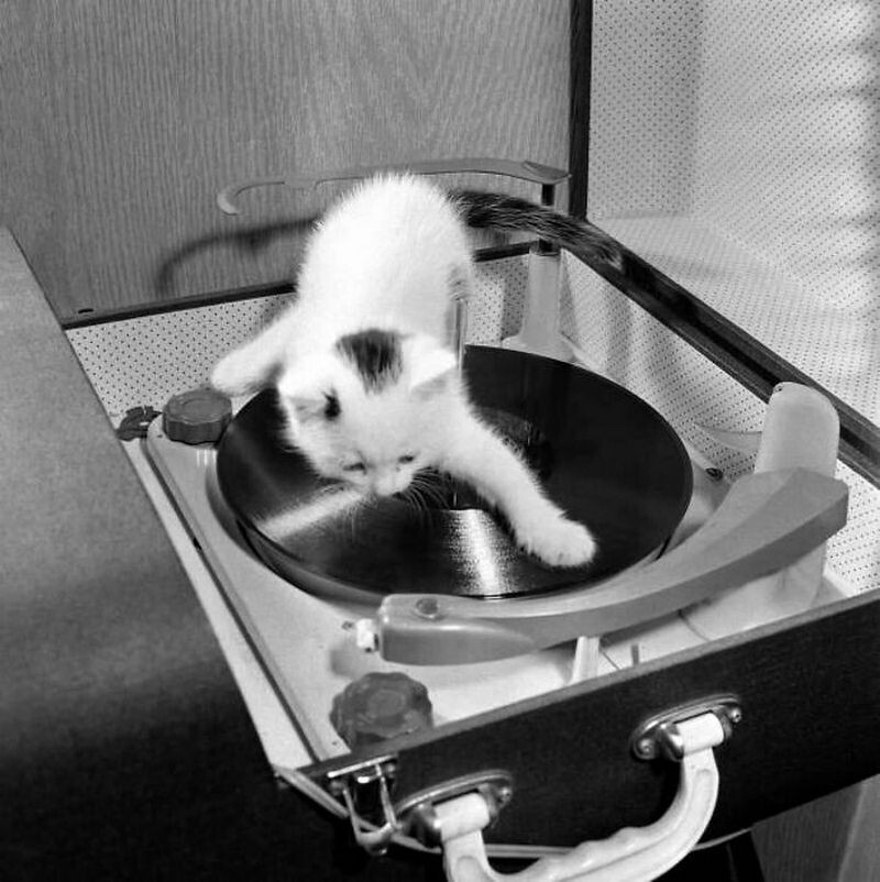 Блог - 15 винтажных фотографий кошек, которые растопят сердце 15 винтажных фотографий кошек, которые растопят сердце