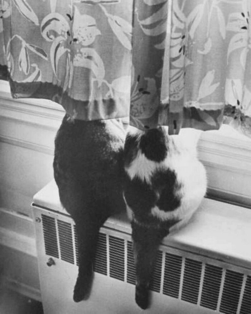 Блог - 15 винтажных фотографий кошек, которые растопят сердце 15 винтажных фотографий кошек, которые растопят сердце