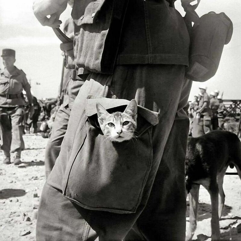 Блог - 15 винтажных фотографий кошек, которые растопят сердце 15 винтажных фотографий кошек, которые растопят сердце