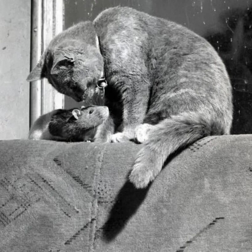Блог - 15 винтажных фотографий кошек, которые растопят сердце 15 винтажных фотографий кошек, которые растопят сердце