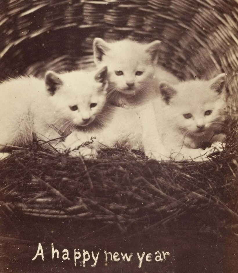 Блог - 15 винтажных фотографий кошек, которые растопят сердце 15 винтажных фотографий кошек, которые растопят сердце