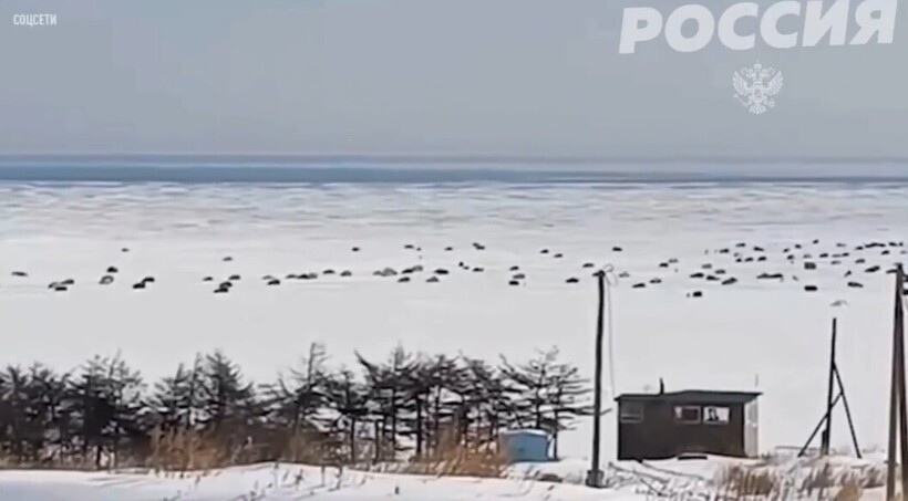 Блог - Видео: в Магадане льдина с рыбаками и откололась и уплыла в море Видео: в Магадане льдина с рыбаками и откололась и уплыла в море