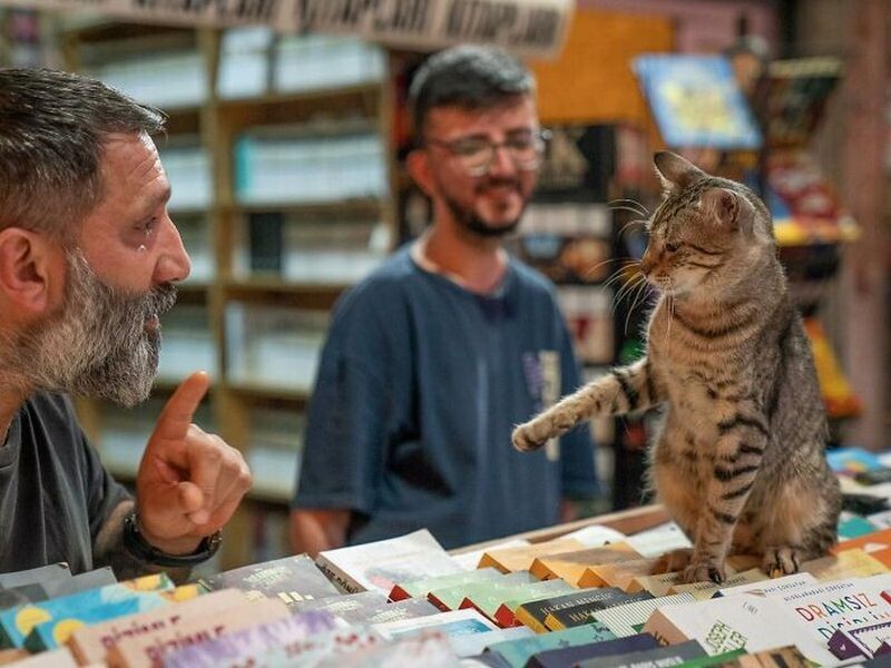 Блог - Стамбульские кошки: 15 хвостатых хранителей города в объективе Марселя Хейнена Стамбульские кошки: 15 хвостатых хранителей города в объективе Марселя Хейнена