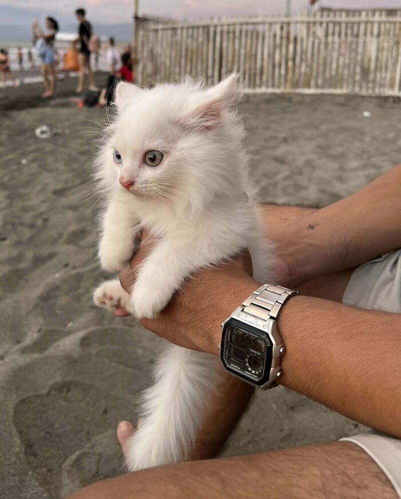 Блог - 15 забавных кошек, которые выглядят очень раздраженными 15 забавных кошек, которые выглядят очень раздраженными