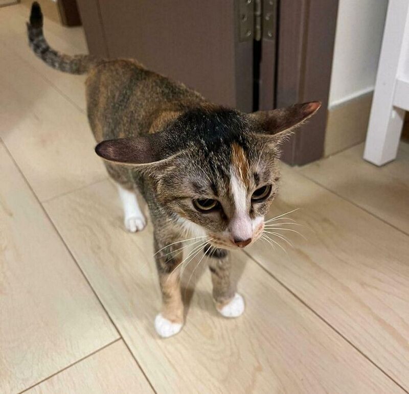 Блог - 15 забавных кошек, которые выглядят очень раздраженными 15 забавных кошек, которые выглядят очень раздраженными