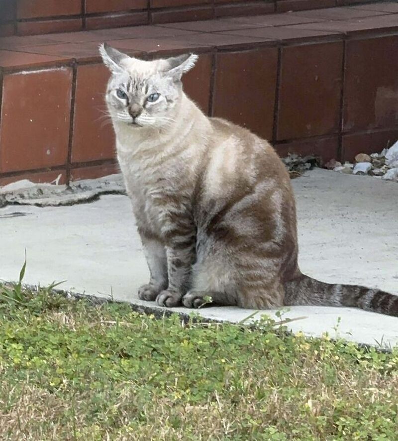 Блог - 15 забавных кошек, которые выглядят очень раздраженными 15 забавных кошек, которые выглядят очень раздраженными
