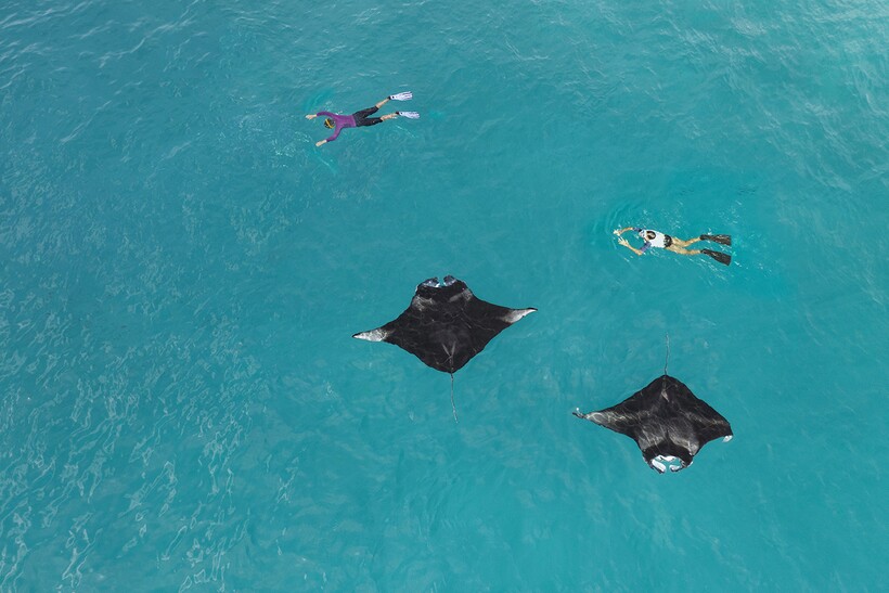 Блог - Невероятный подводный мир The Westin Maldives Miriandhoo Невероятный подводный мир The Westin Maldives Miriandhoo