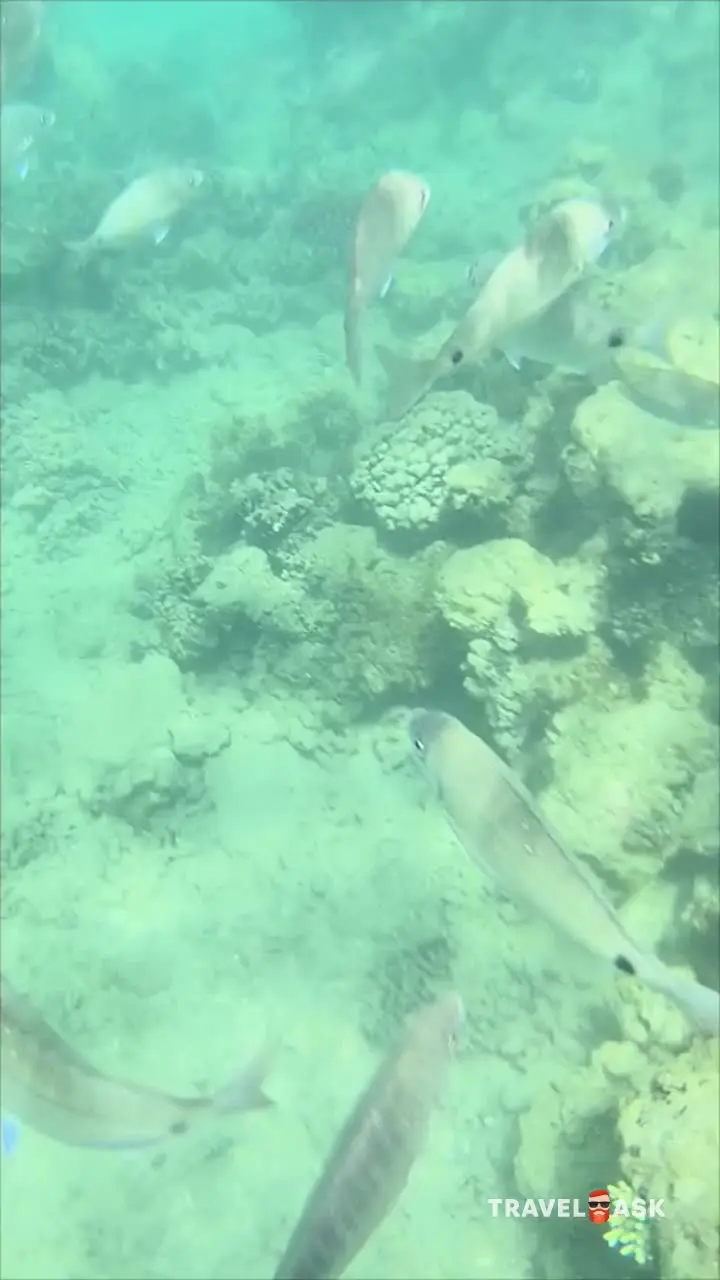 Pickalbatros Jungle Aqua Park Resort Neverland Hurghada