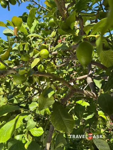 Concordia Celes Hotel