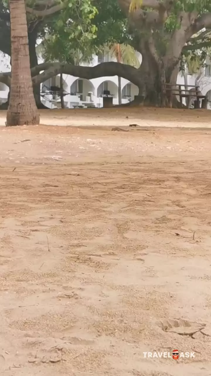 video__preview