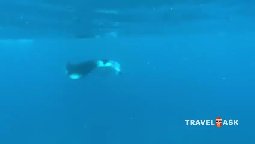 video__preview