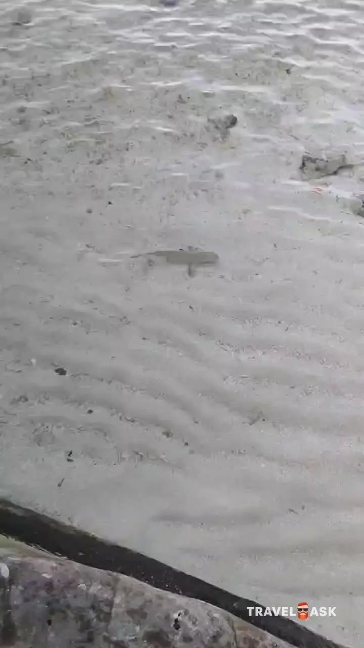 video__preview