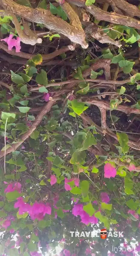 video__preview