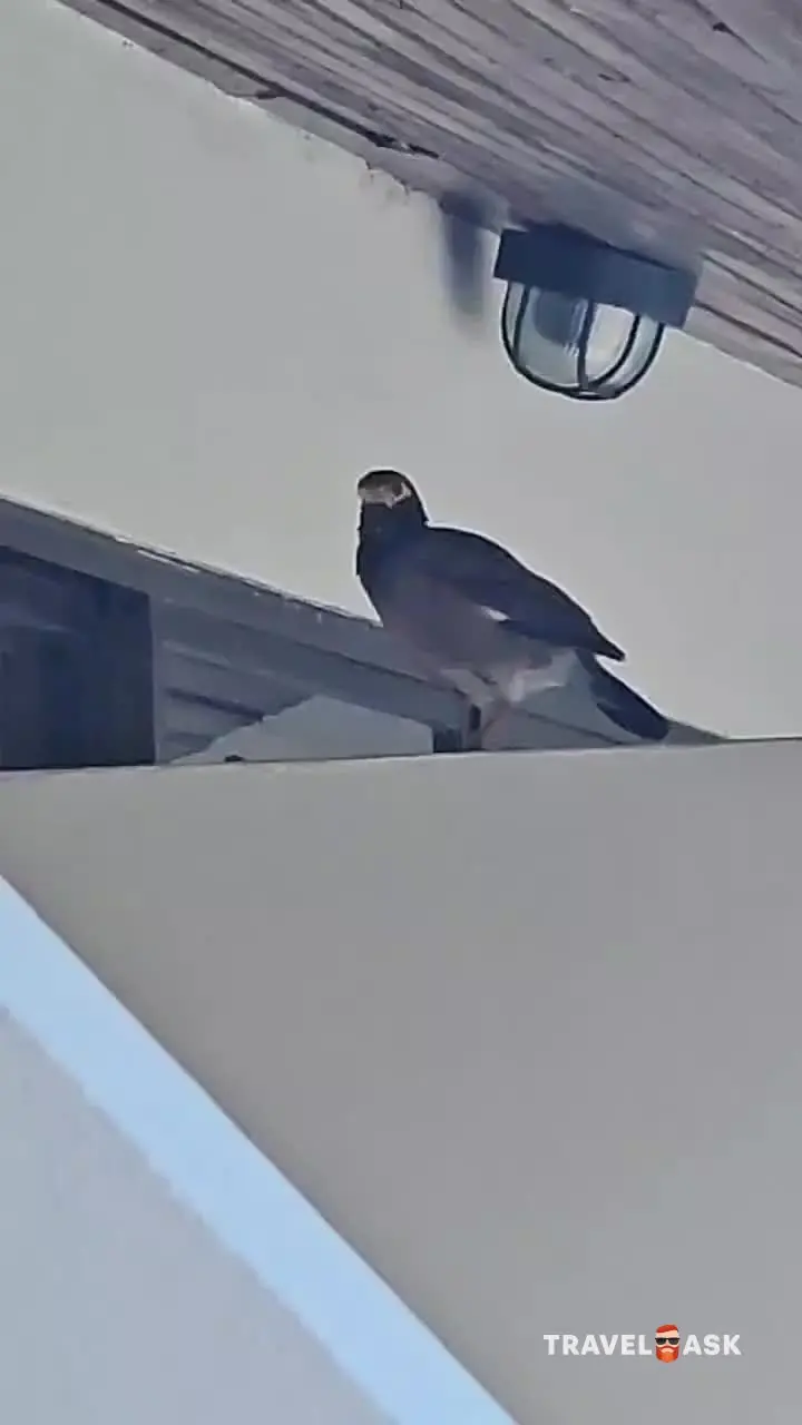 Orchidacea Resort Kata Beach