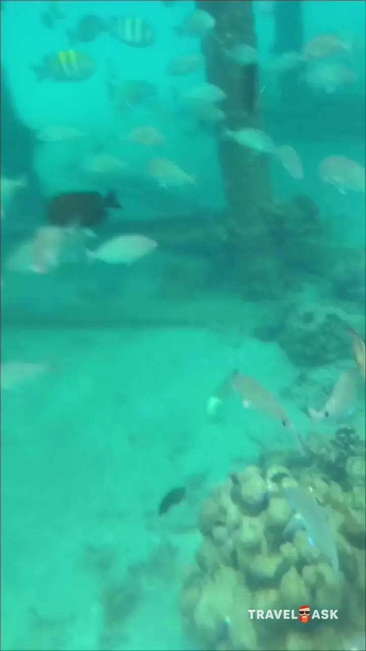 video__preview