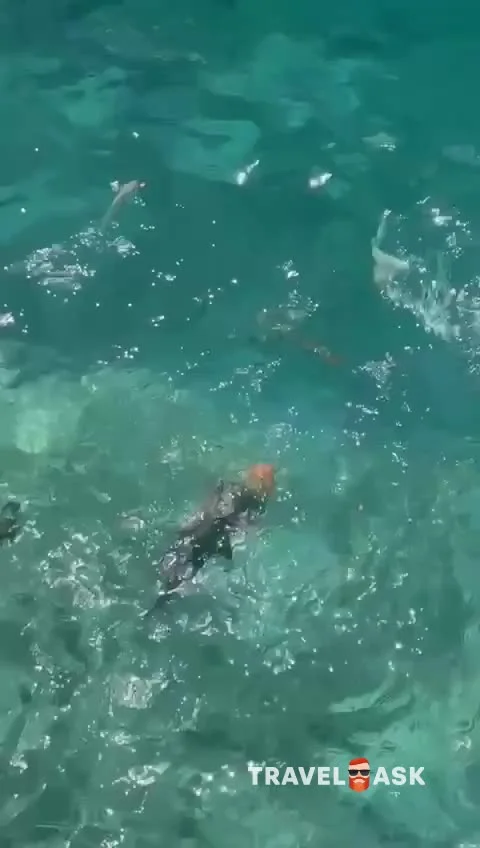 Joy Island