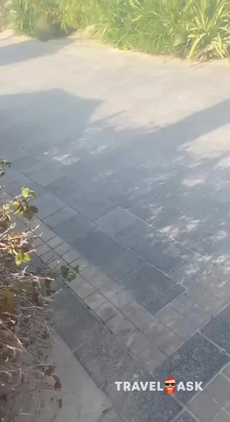video__preview