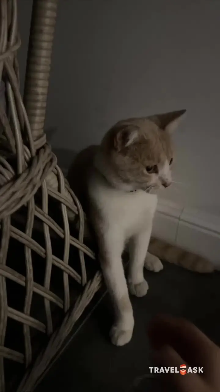 video__preview