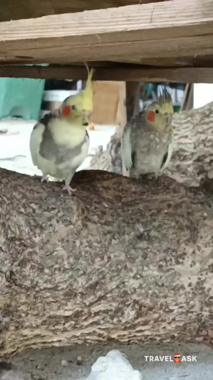video__preview