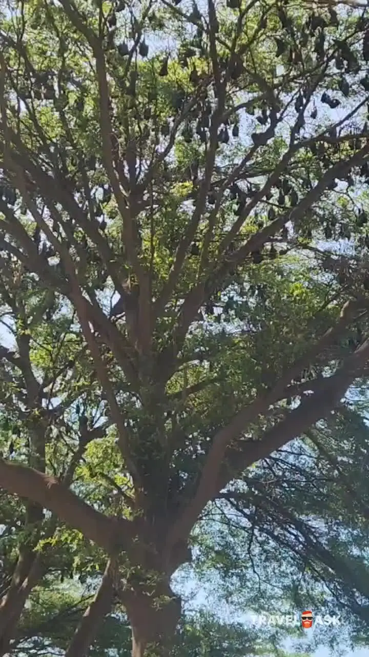 video__preview