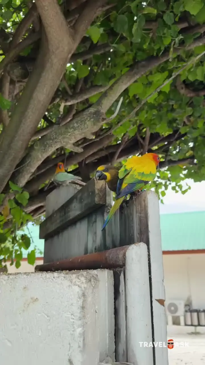 Robinson Club Maldives (Adults Only 18+)