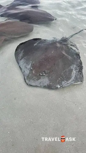 Cinnamon Velifushi Maldives