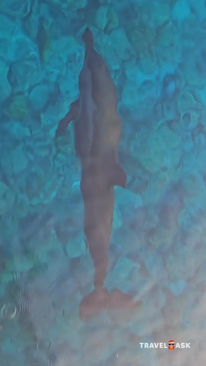 video__preview