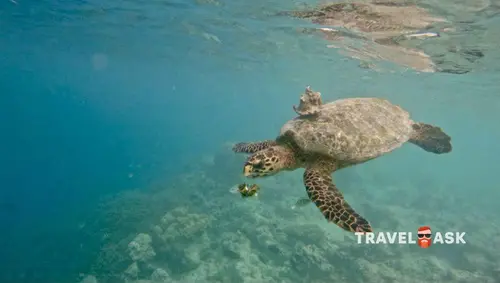 Taj Coral Reef Resort & Spa